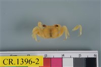 藏品(斑點擬相手蟹)的圖片